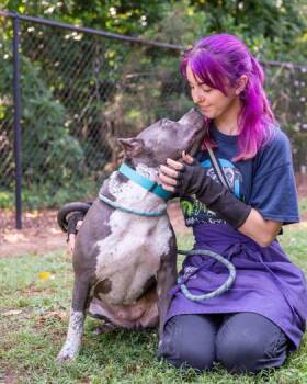 Aaliyah -  Mixed Breed Dog for Adoption in Chamblee, Georgia - Aaliyah | PetCurious