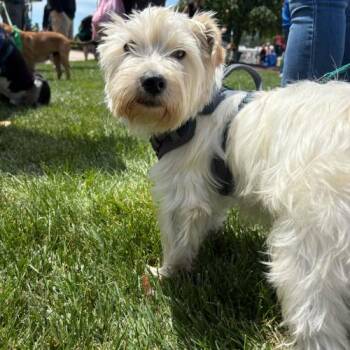El Liberator -  Mixed Breed Dog Available for Adoption in Toms River, New Jersey - El Liberator | PetCurious
