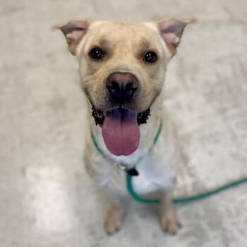 *Sagebrush* -  Labrador Retriever Dog for Adoption in Salt Lake City, Utah - *Sagebrush* | PetCurious