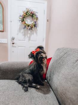 Molly -  Miniature Schnauzer Dog for Adoption in Goodyear, Arizona - Molly | PetCurious