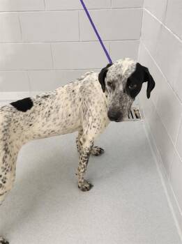 English Pointer and Mixed Breed Dogs Available for Adoption in Winter Haven, Florida - MEDUSA | PetCurious