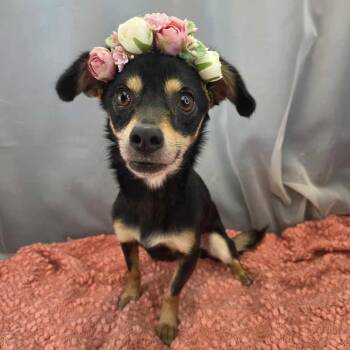 Chihuahua Dogs Available for Adoption in Foley, Alabama - Ruth | PetCurious
