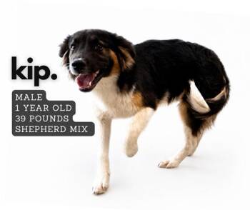 Mixed Breed Dogs Available for Adoption in Ashland, Kentucky - Kip | PetCurious