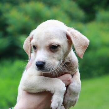 CT Toast avail Jul 4 -  Labrador Retriever and Mixed Breed Dog for Adoption in Stormville, New York - CT Toast Avail Jul 4 | PetCurious