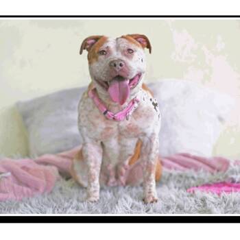 Rescue Mixed Breed Dogs for Adoption in Savannah, Georgia - Monroe | PetCurious