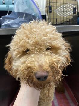 Penny Proud -  Poodle and Golden Retriever Dog for Adoption in Fort Worth, Texas - Penny Proud | PetCurious