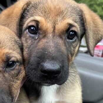 Dolly -  German Shepherd Dog and Mixed Breed Dog for Adoption in Richmond Hill, Georgia - Dolly | PetCurious