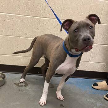 Mixed Breed Dogs Available for Adoption in Memphis, Tennessee - Kilo (Dovin) | PetCurious