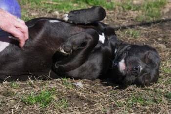 Rescue Mixed Breed Dogs for Adoption in West Chester, Pennsylvania - Zena Fka Moxie | PetCurious