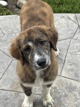 Maggie -  Great Pyrenees and Border Collie Dog for Adoption in St. Peters, Missouri - Maggie | PetCurious