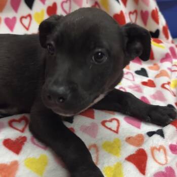 Kolob -  Cattle Dog and Mixed Breed Dog for Adoption in Las Vegas, Nevada - Kolob | PetCurious