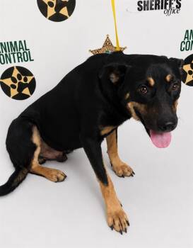 RANGER -  Black And Tan Coonhound and Mixed Breed Dog for Adoption in Winter Haven, Florida - RANGER | PetCurious