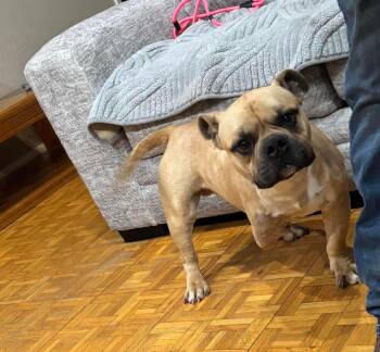 American Bulldog and Pit Bull Terrier Dogs Available for Adoption - Tryger | PetCurious