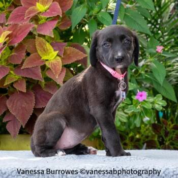 Mrs White -  Retriever Dog for Adoption in Wake Forest, North Carolina - Mrs White | PetCurious