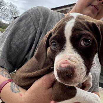German Shorthaired Pointer and American Staffordshire Terrier Dogs Available for Adoption in Blairsville, Georgia - Huck | PetCurious
