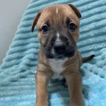 Leonardo -  Pit Bull Terrier and Mixed Breed Dog for Adoption in Kanab, Utah - Leonardo | PetCurious