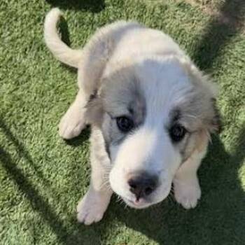 Great Pyrenees Dogs Available for Adoption - Bailey | PetCurious