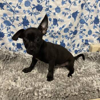 GRIFFIN -  Pit Bull Terrier and Chihuahua Dog for Adoption in Modesto, California - GRIFFIN | PetCurious