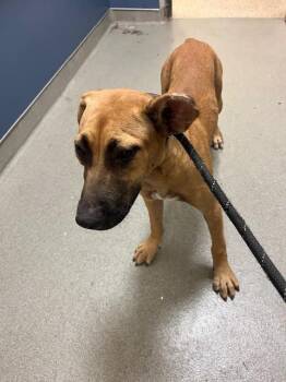 ABBY -  Black Mouth Cur Dog for Adoption in Doral, Florida - ABBY | PetCurious