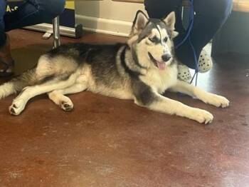 Rocket -  Husky and Mixed Breed Dog for Adoption in New Orleans, Louisiana - Rocket | PetCurious