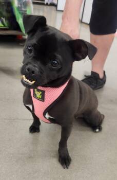 SHEBA -  Pug Dog for Adoption in Las Vegas, Nevada - SHEBA | PetCurious