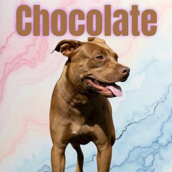 Rescue American Bully Dogs for Adoption in Chuckey, Tennessee - Chocolate | PetCurious