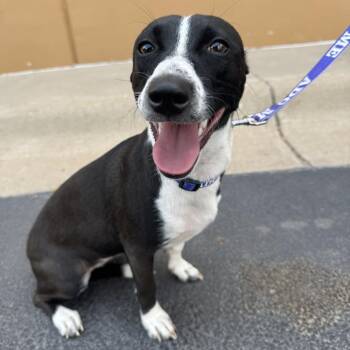 Oreo -  Labrador Retriever and Mixed Breed Dog for Adoption in Midland, Texas - Oreo | PetCurious