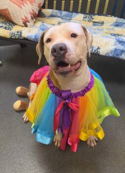 Abby (the Gem) -  Pit Bull Terrier Dog for Adoption in Amherst, Virginia - Abby (the Gem) | PetCurious