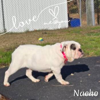 Rescue American Bulldog Dogs for Adoption in Fredericksburg, Virginia - Nacho | PetCurious