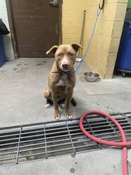 Pit Bull Terrier and Mixed Breed Dogs Available for Adoption in Stockton, California - HOSHI | PetCurious