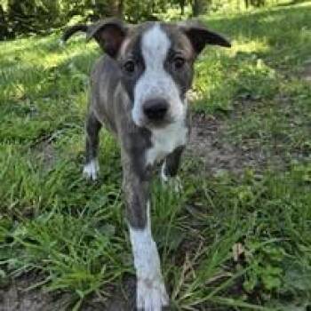 Juvenile -  Black Labrador Retriever Dog for Adoption in Silverton, Oregon - Juvenile | PetCurious
