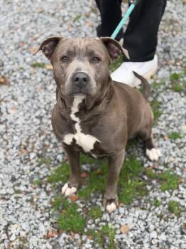 American Bulldog Dogs Available for Adoption - Hilda | PetCurious