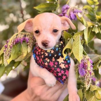 Starling -  Chihuahua Dog for Adoption in Modesto, California - Starling | PetCurious