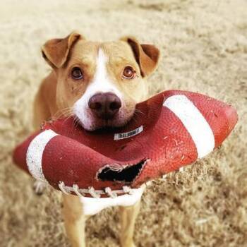 Rescue Terrier Dogs for Adoption in Lubbock, Texas - Chucky | PetCurious