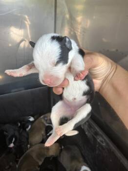 KILO -  Mixed Breed Dog for Adoption in Dallas, Texas - KILO | PetCurious