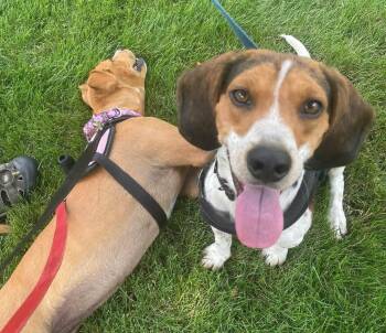 Leonard -  Beagle Dog for Adoption in Crystal Lake, Illinois - Leonard | PetCurious