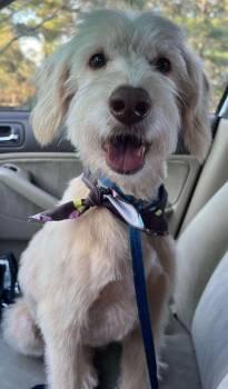 Rescue Goldendoodle Dogs for Adoption in Troy, Alabama - Max | PetCurious