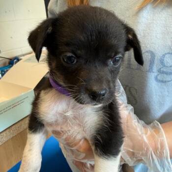 Hound and Fox Terrier Dogs Available for Adoption in Columbia, Illinois - Purple(Taylen) | PetCurious