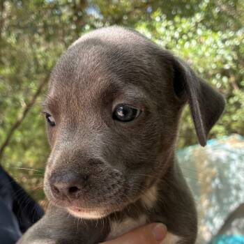 Jwoww -  Terrier Dog for Adoption in Gainesville, Florida - Jwoww | PetCurious