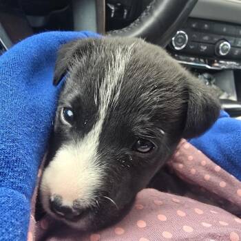 Black Labrador Retriever Dogs Available for Adoption in Huntsville, Alabama - Mabel | PetCurious