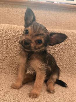 Princess D -  Yorkshire Terrier Dog for Adoption in Jefferson Hills, Pennsylvania - Princess D | PetCurious