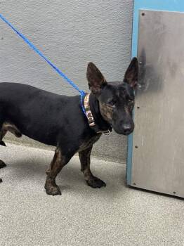BUKO PANDAN -  Bull Terrier Dog for Adoption in Las Vegas, Nevada - BUKO PANDAN | PetCurious