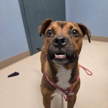 Rogers -  Boxer and Mixed Breed Dog for Adoption in Grand Junction, Colorado - Rogers | PetCurious
