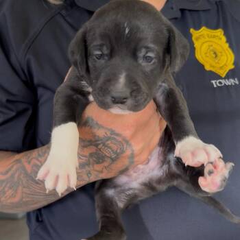 Doode -  Pit Bull Terrier and Mixed Breed Dog for Adoption in Detroit Lakes, Minnesota - Doode | PetCurious