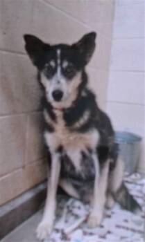 Border Collie and Mixed Breed Dogs Available for Adoption - MAMA | PetCurious