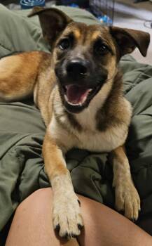 Rescue Corgi and Shepherd Dogs for Adoption in Grand Forks, North Dakota - Era | PetCurious