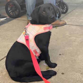 Mixed Breed Dogs Available for Adoption in Alabaster, Alabama - Willow | PetCurious