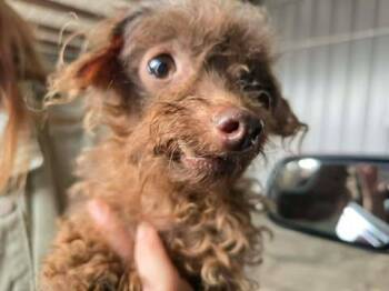 Miniature Poodle Dogs Available for Adoption in Dover, Arkansas - Cricket | PetCurious