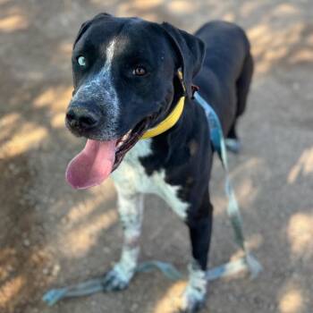 Bento -  Pit Bull Terrier and Mixed Breed Dog for Adoption in Las Vegas, Nevada - Bento | PetCurious