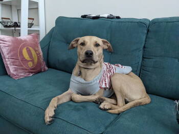 Rescue Black Mouth Cur Dogs for Adoption in Dallas, Texas - Luna XXIII (New Digs) | PetCurious